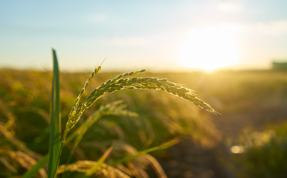 Agriculture Insurance